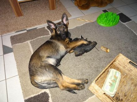 Hundehaltung: Sollte ich mir einen Hund anschaffen?