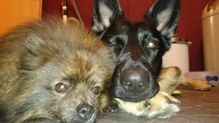 Hundehaltung: Sollte ich mir einen Hund anschaffen?