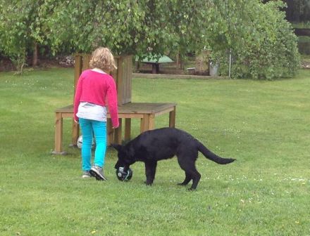 Hundehaltung: Sollte ich mir einen Hund anschaffen?