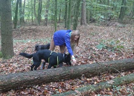 Hundehaltung: Sollte ich mir einen Hund anschaffen?