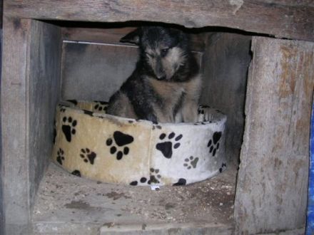 Hundehütten für Hunde in Ungarn