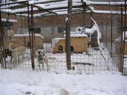 Hundehütten für Hunde in Ungarn