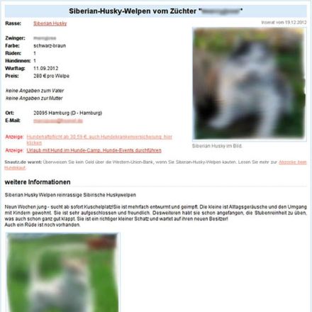 Weiterhin Vorsicht beim Hundekauf aus dem Ausland geboten