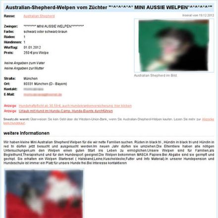 Weiterhin Vorsicht beim Hundekauf aus dem Ausland geboten