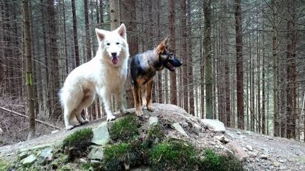 Vor dem Hundekauf: Welcher Hund passt zu mir?