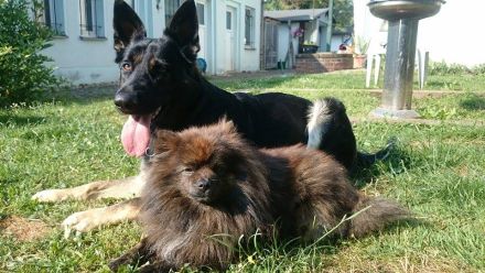 Vor dem Hundekauf: Welcher Hund passt zu mir?