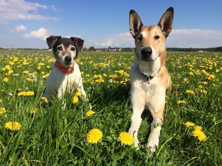 Vor dem Hundekauf: Welcher Hund passt zu mir?