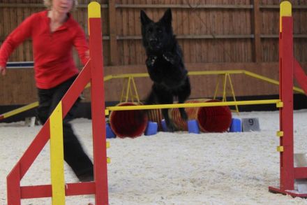 Vor dem Hundekauf: Welcher Hund passt zu mir?