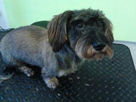 Hundepflege bei Matsch und Schnee