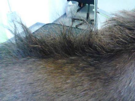 Hundepflege bei Matsch und Schnee