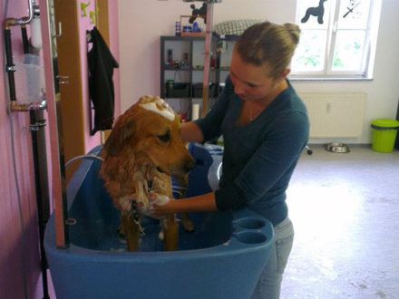 Hundepflege bei Matsch und Schnee