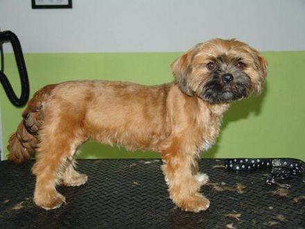 Hundepflege bei Matsch und Schnee