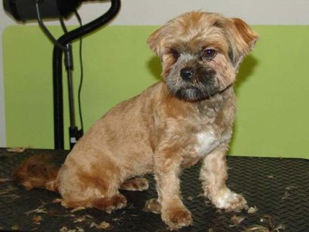 Hundepflege bei Matsch und Schnee