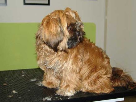 Hundepflege bei Matsch und Schnee