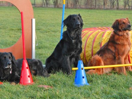 Der Hovawart: Ein charmanter und cleverer Hund, der weiß, was er will