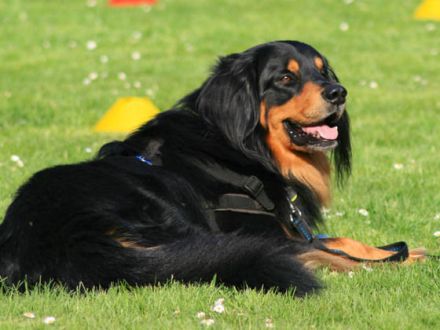 Der Hovawart: Ein charmanter und cleverer Hund, der weiß, was er will