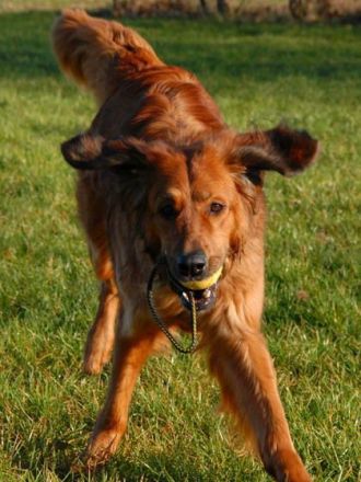 Der Hovawart: Ein charmanter und cleverer Hund, der weiß, was er will