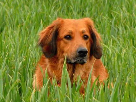 Der Hovawart: Ein charmanter und cleverer Hund, der weiß, was er will