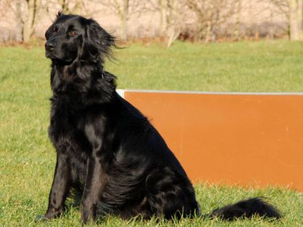 Der Hovawart: Ein charmanter und cleverer Hund, der weiß, was er will