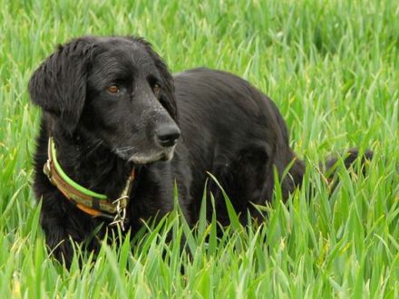 Der Hovawart: Ein charmanter und cleverer Hund, der weiß, was er will