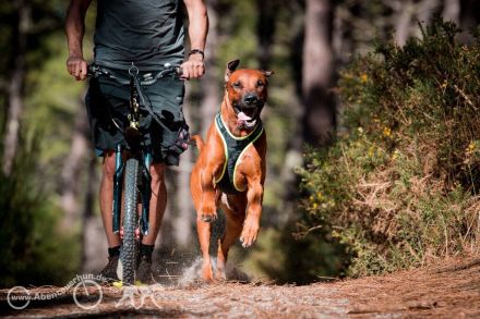 Zughundesport für "jederhund" - das Motto von Abenteuerhun.de
