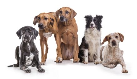 Die Eröffnung meiner Hundeschule