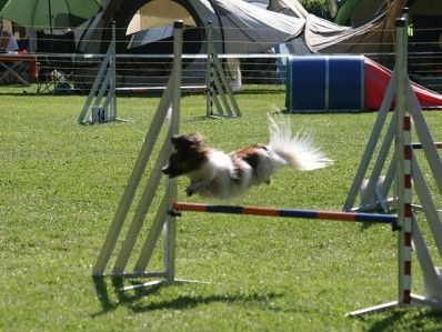 Agility - für alle, die es rasant mögen!
