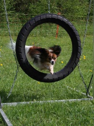 Agility - für alle, die es rasant mögen!