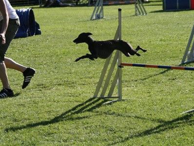 Agility - für alle, die es rasant mögen!