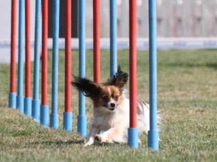 Agility - für alle, die es rasant mögen!