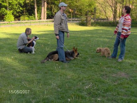 Ist der Hundesportverein auch eine Hundeschule?