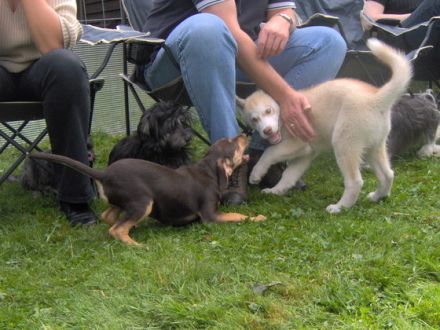 Ist der Hundesportverein auch eine Hundeschule?