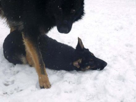 Hundeverhalten: Dominanz beim Hund