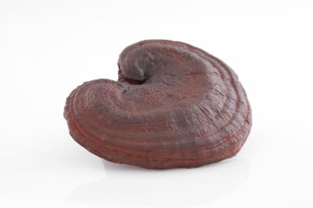 Die Stärkung des Immunsystems von Hund, Katze & Co.