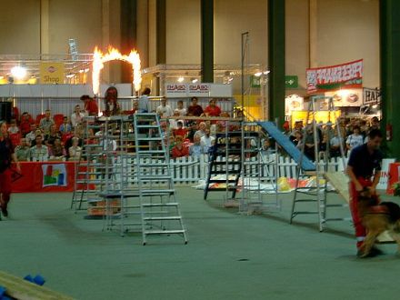 "Was ist denn der Hundefinder?"