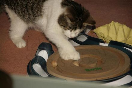 Katzen mit Behinderung: Leben mit der Krankheit Ataxie