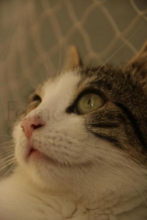 Katzen mit Behinderung: Leben mit der Krankheit Ataxie