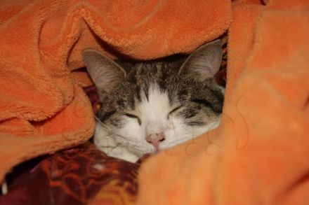 Katzen mit Behinderung: Leben mit der Krankheit Ataxie