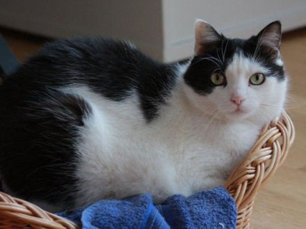 Katzen als Freigänger: Katzensteuer und Glöckchen für eine saubere und vogelsicherere Umgebung?