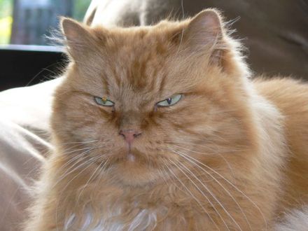 Sie möchten eine Katze kaufen? Diese Tipps sollten Sie beachten