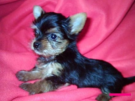 Kleine Hunde haben besondere Bedürfnisse