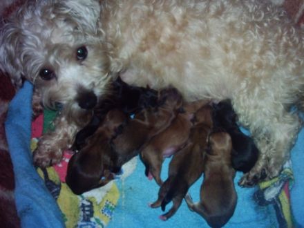 Kleine Hunde haben besondere Bedürfnisse