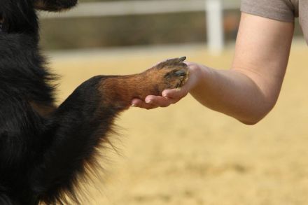 Kommunikation Mensch und Hund