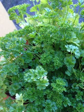 Kräuter und Pflanzen für den Hund