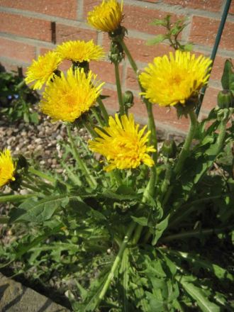 Kräuter und Pflanzen für den Hund