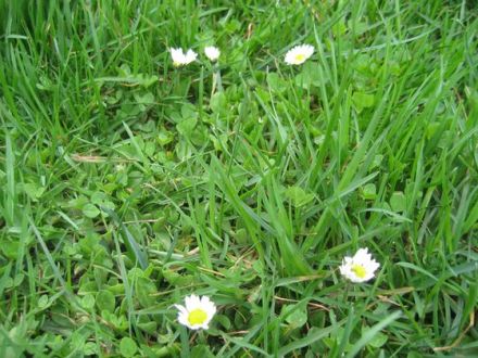 Kräuter und Pflanzen für den Hund