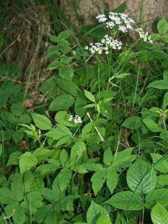 Kräuter und Pflanzen für den Hund
