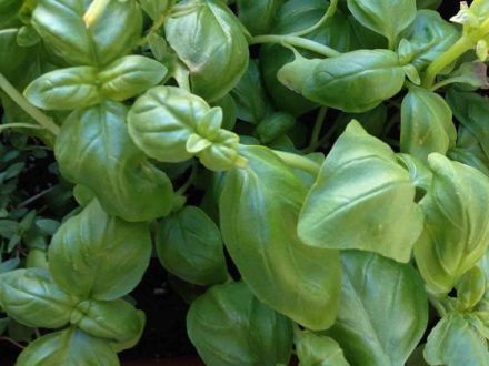 Kräuter und Pflanzen für den Hund