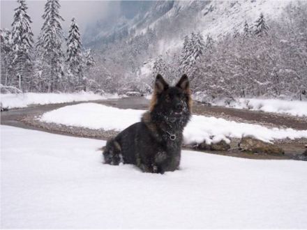 Langstockhaar- oder Altdeutscher Schäferhund?