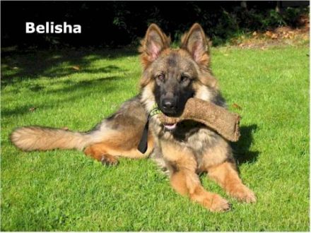 Langstockhaar- oder Altdeutscher Schäferhund?